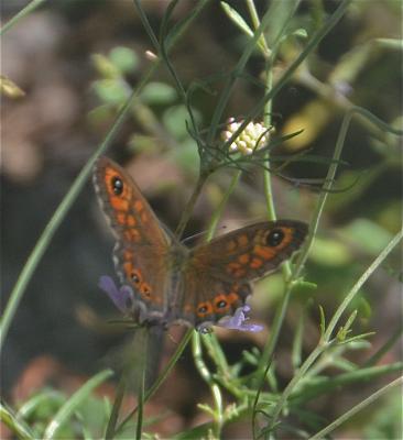 Némusien (Le), Ariane (L'), Némutien (Le), Satyre  Lasiommata maera (Linnaeus, 1758)