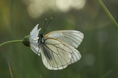 Gazé (Le), Piéride de l'Aubépine (La), Piéride gaz Aporia crataegi (Linnaeus, 1758)
