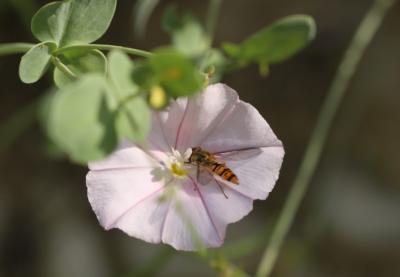  Episyrphus balteatus (De Geer, 1776)