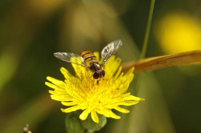  Episyrphus balteatus (De Geer, 1776)