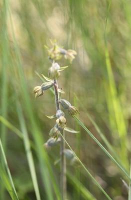 Épipactis à petites feuilles Epipactis microphylla (Ehrh.) Sw., 1800