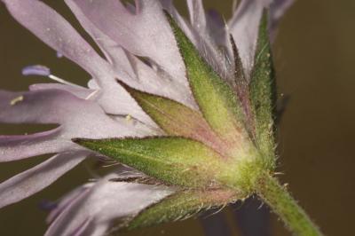 Knautie à feuilles entières Knautia integrifolia (L.) Bertol., 1836