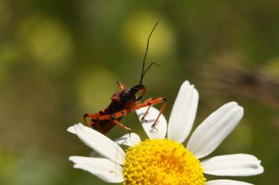  Rhynocoris iracundus (Poda, 1761)