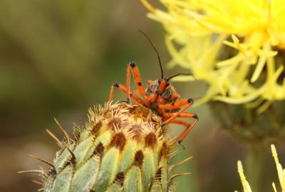  Rhynocoris iracundus (Poda, 1761)