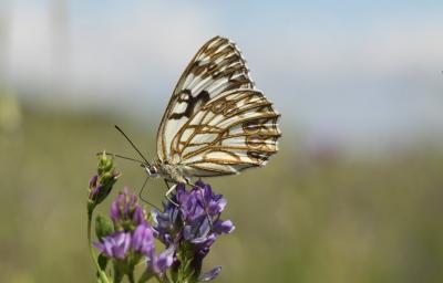 Échiquier d'Occitanie (L'), Demi-Deuil occitan (Le Melanargia occitanica (Esper, 1793)
