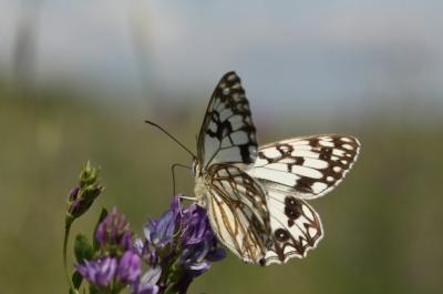 Échiquier d'Occitanie (L'), Demi-Deuil occitan (Le Melanargia occitanica (Esper, 1793)