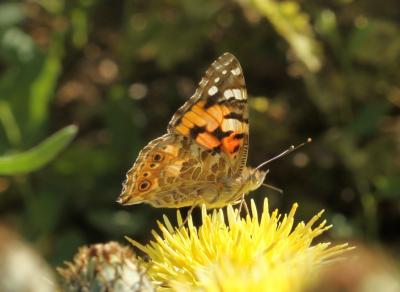 Vanesse des Chardons (La), Belle-Dame (La), Vaness Vanessa cardui (Linnaeus, 1758)