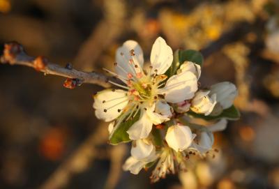 Poirier amandier, Poirier à feuilles d'Amandier Pyrus spinosa Forssk., 1775