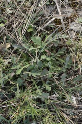 Reichardie Reichardia picroides (L.) Roth, 1787