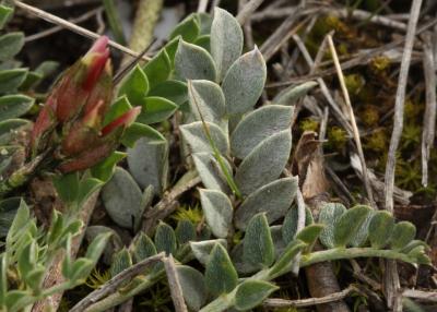Astragale blanchâtre Astragalus incanus L., 1759