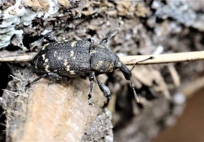  Hylobius abietis (Linnaeus, 1758)