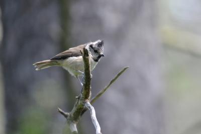 Mésange huppée Lophophanes cristatus (Linnaeus, 1758)