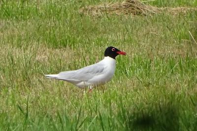 Mouette mélanocéphale Ichthyaetus melanocephalus (Temminck, 1820)