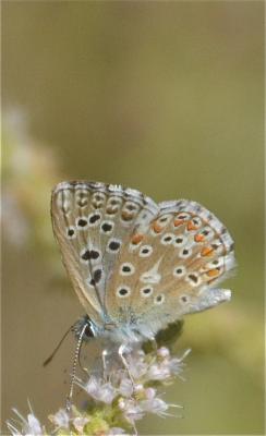 Azuré bleu-céleste (L'), Bel-Argus (Le), Argus ble Lysandra bellargus (Rottemburg, 1775)