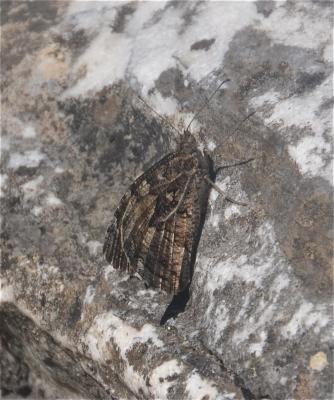 Agreste (L') Hipparchia semele (Linnaeus, 1758)