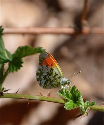 Aurore (L') Anthocharis cardamines (Linnaeus, 1758)