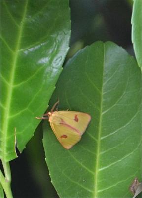 Bordure ensanglantée (La), Roussette (La) Diacrisia sannio (Linnaeus, 1758)