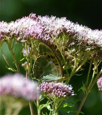 Tabac d'Espagne (Le), Nacré vert (Le), Barre argen Argynnis paphia (Linnaeus, 1758)