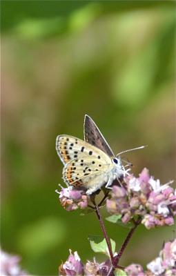 Cuivré fuligineux (Le), Argus myope (L'), Polyomma Lycaena tityrus (Poda, 1761)