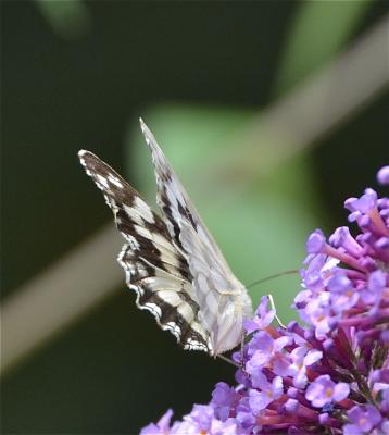 Demi-Deuil (Le), Échiquier (L'), Échiquier commun  Melanargia galathea (Linnaeus, 1758)