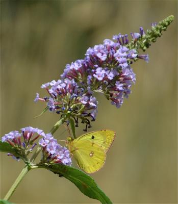 Fluoré (Le) Colias alfacariensis Ribbe, 1905