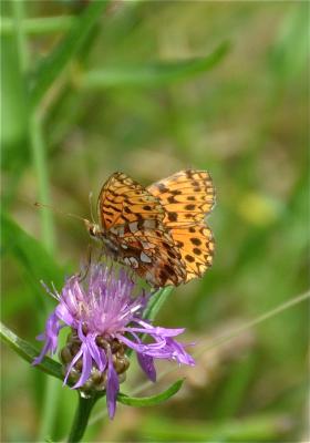Petite Violette (La), Nacré violet (Le) Boloria dia (Linnaeus, 1767)