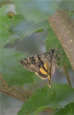 Lichénée vestale (La) Catocala nymphaea (Esper, 1787)