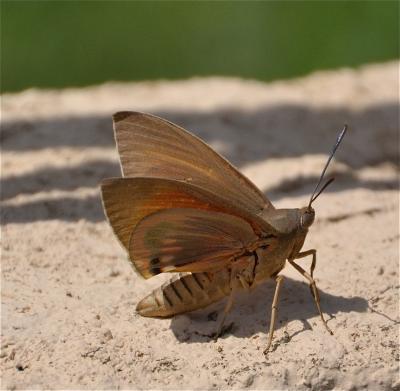 Bombyx du Palmier (Le) Paysandisia archon (Burmeister, 1880)