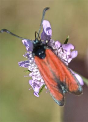 Zygène des garrigues (La), Zygène rubiconde (La),  Zygaena erythrus (Hübner, 1806)