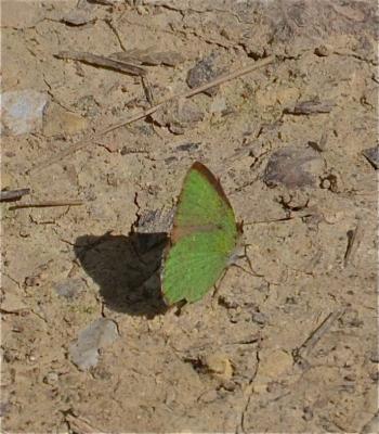 Thécla de l'Arbousier (La) Callophrys avis Chapman, 1909