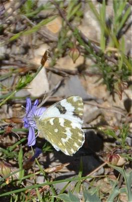Marbré-de-vert (Le), Piéride du Réséda (La), Marbr Pontia daplidice (Linnaeus, 1758)