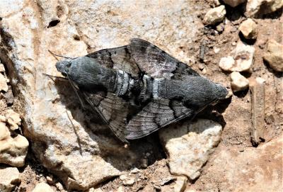 Moro-Sphinx (Le), Sphinx du Caille-Lait (Le) Macroglossum stellatarum (Linnaeus, 1758)