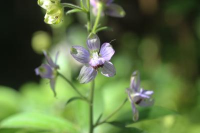 Staphisaigre Staphisagria macrosperma Spach, 1838