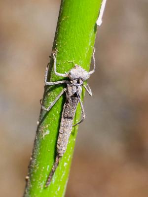 Leste à grands ptérostigmas, Leste à grands stigma Lestes macrostigma (Eversmann, 1836)