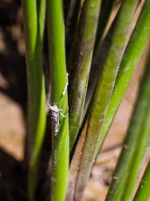 Leste à grands ptérostigmas, Leste à grands stigma Lestes macrostigma (Eversmann, 1836)