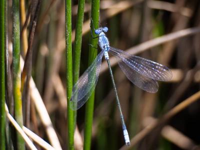 Leste à grands ptérostigmas, Leste à grands stigma Lestes macrostigma (Eversmann, 1836)