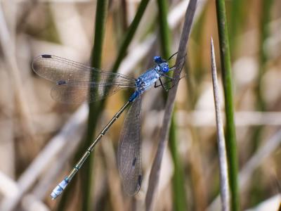 Leste à grands ptérostigmas, Leste à grands stigma Lestes macrostigma (Eversmann, 1836)