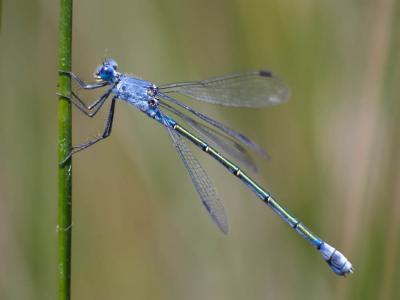 Leste à grands ptérostigmas, Leste à grands stigma Lestes macrostigma (Eversmann, 1836)