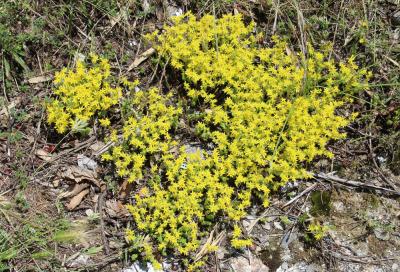 Poivre de muraille, Orpin acre Sedum acre L., 1753