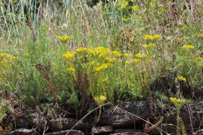 Orpin réfléchi, Orpin des rochers Sedum rupestre L., 1753