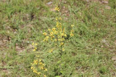 Molène de Chaix Verbascum chaixii Vill., 1779