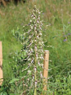 Orchis bouc, Himantoglosse à odeur de bouc Himantoglossum hircinum (L.) Spreng., 1826