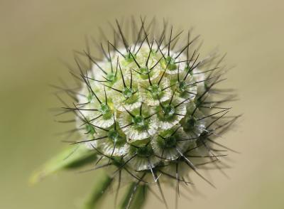 Scabieuse colombaire Scabiosa columbaria L., 1753