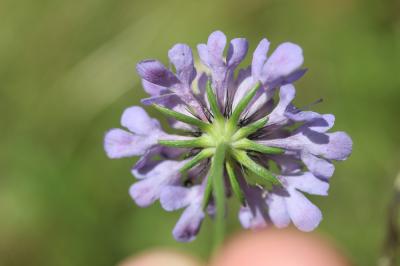 Scabieuse colombaire Scabiosa columbaria L., 1753