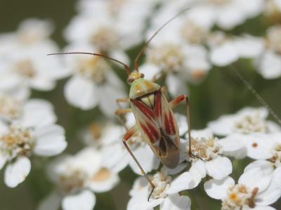  Calocoris roseomaculatus (De Geer, 1773)