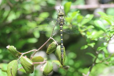 Cordulégastre bidenté (Le) Cordulegaster bidentata Selys, 1843