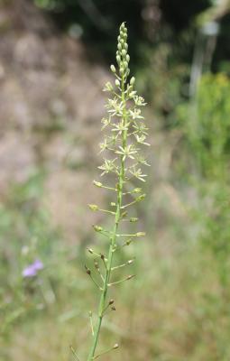 Ornithogale des Pyrénées Loncomelos pyrenaicus (L.) Hrouda, 1988