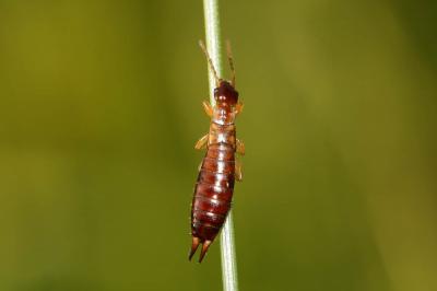  Guanchia pubescens (Géné, 1837)