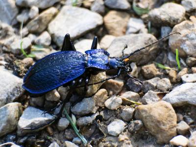 Carabe problématique Carabus problematicus Herbst, 1786