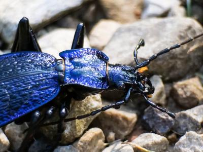 Carabe problématique Carabus problematicus Herbst, 1786